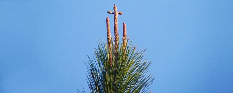 The Proclamation of the Pine